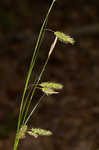 Cherokee sedge